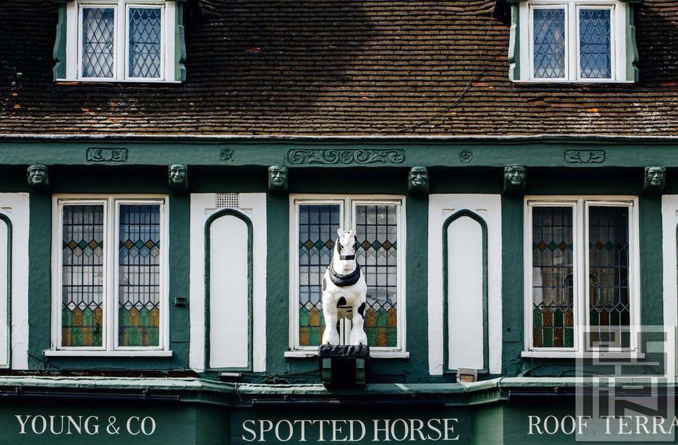 Spotted Horse — photo 3